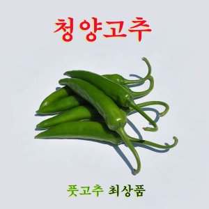 꼬레촌 고추 청양고추 풋고추 최상품 1kg