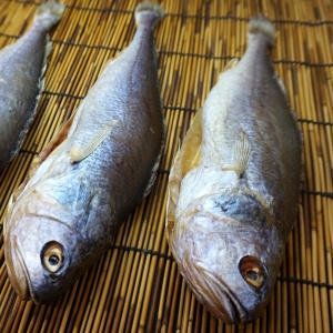 민어청년  반건조 부세 조기 제수용 1마리