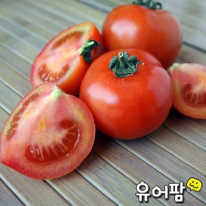 유어팜 찰토마토 소 5번 5kg [1개]