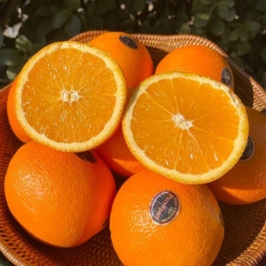 블랙라벨  퓨어스펙 오렌지 특대과 7과