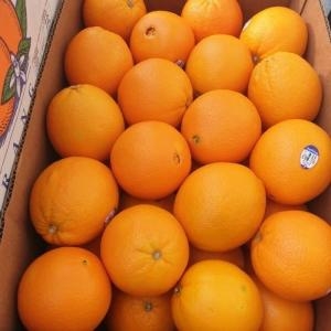 블랙애플  달콤한 고당도 오렌지 중대과 10kg