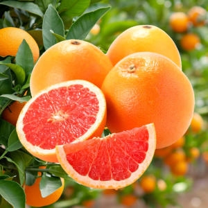 포미식탁  레드자몽 그레이프프루트 대과 350g