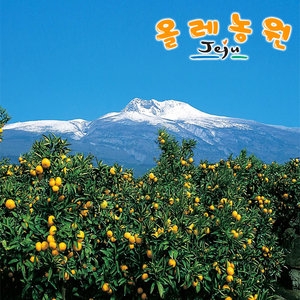 제주올레농원 귤 중대과 10kg [1개]