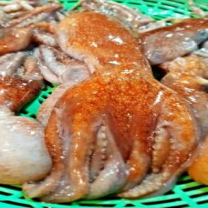 죽도시장  오늘 잡은 동해안 생물 손질 발문어 낙지문어