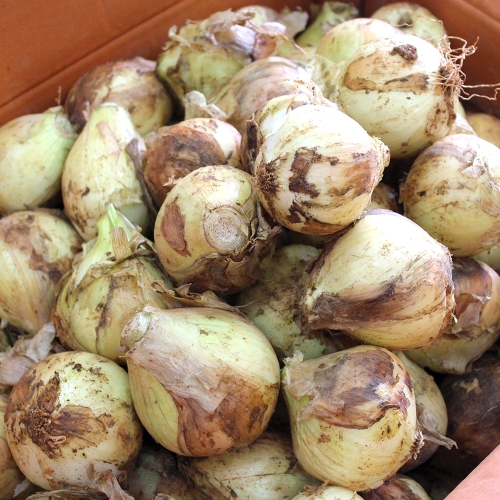 농부마음  25년 국내산 양파 중 장아찌용 10kg