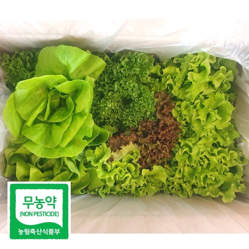 초록초록팜  무농약 유럽 샐러드 채소 제철 야채 모듬 쌈 깨끗한 수경재배 600g