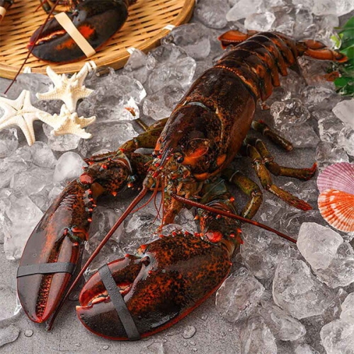 사과랑 자연맛남 수율보장 항공직송 활랍스터 600g내외 1마리