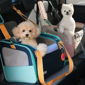 패리스독 데일리 와이드 카시트