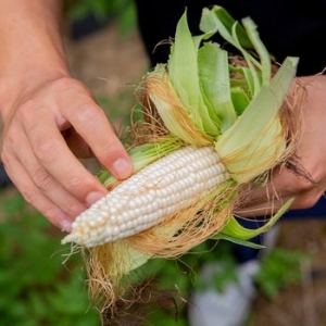 한국씨엔에스 유명산지 괴산 냉동 대학 찰옥수수 10팩 30송이 개당10-14cm