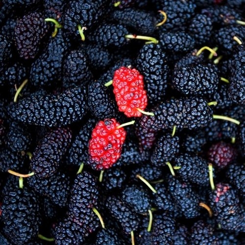 베리세상  고창 냉동 토종오디 10kg 벌크