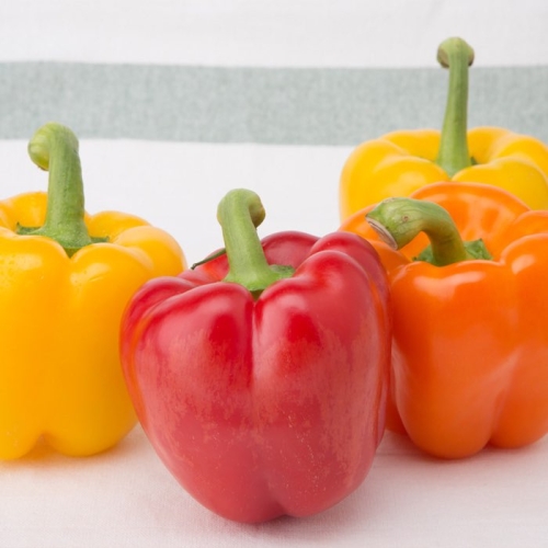 착한식탁 신선한 선물용 파프리카 2kg