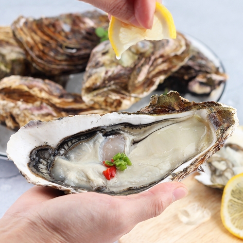 숨비해물  산지직송 거제 대왕굴 삼배체 굴 2kg