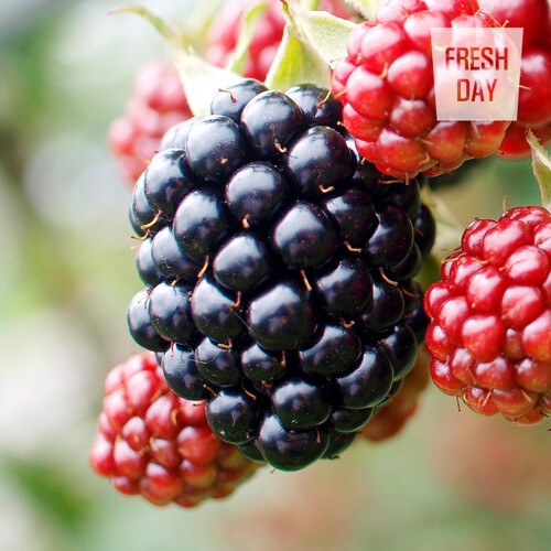 프레시데이  고창 토종 냉동 복분자 1kg