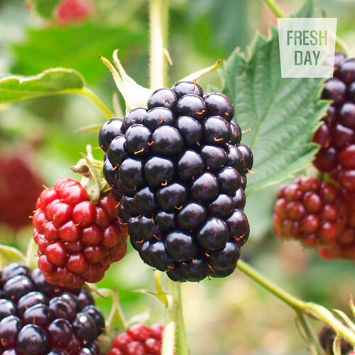 프레시데이  고창 슈퍼 복분자 블랙베리 냉동 생과 상품 10Kg
