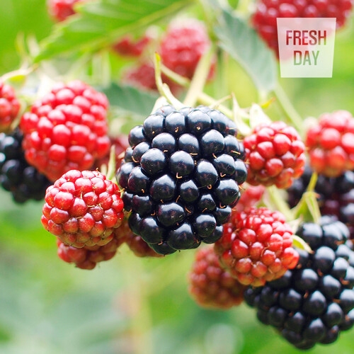 프레시데이  고창 토종 냉동 복분자 5kg