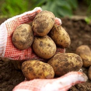 KJP마켓 25년 수미감자 특 5kg