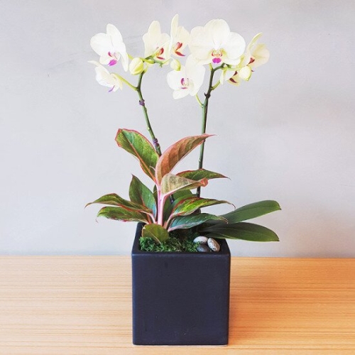 앤드플라워  포춘 서양란