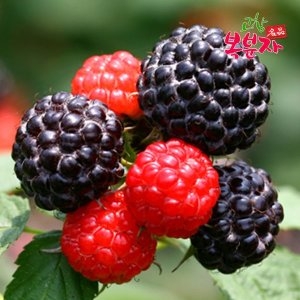 프레시데이  고창 토종 냉동 복분자 10kg