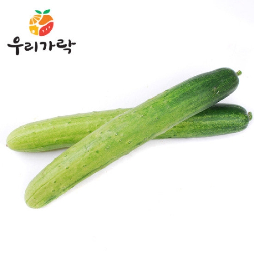 우리가락 오이지용 백오이 50개