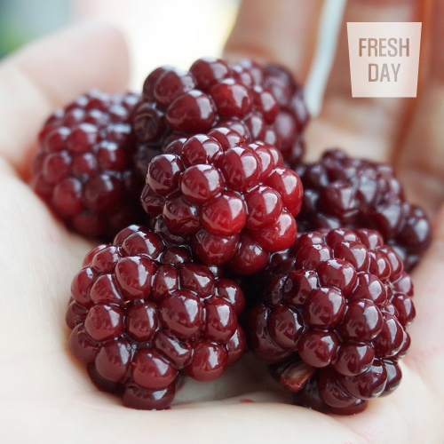 프레시데이  고창 슈퍼 복분자 블랙베리 냉동 생과 특품 2.5Kg