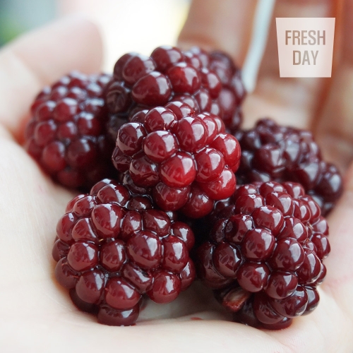 프레시데이  고창 토종 냉동 복분자 2.5kg