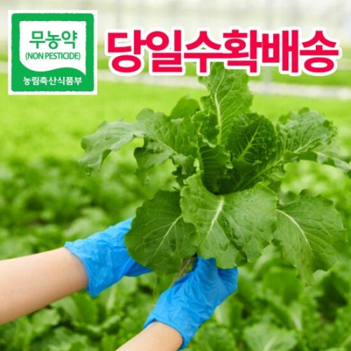 헤이달다 무농약 유러피안 샐러드 쌈채소 1kg