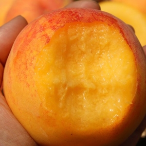 남양농산 햇사래 장호원 황도복숭아 4kg 7-9과