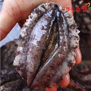 우체국쇼핑  싱싱해 완도 활전복 1kg 특대