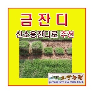 소망농원  소망 금잔디 1헤베/1mx1m/금잔디판매/1평용