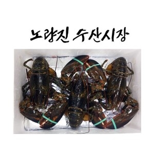 삼성수산  냉동 랍스터 500g