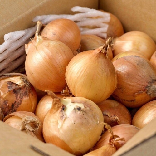 더자인  25년 단단한 국내산 햇양파 10kg 중