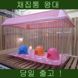 대일상사  채집통 왕대 햄스터집.고슴도치집.곤충집.소라게집