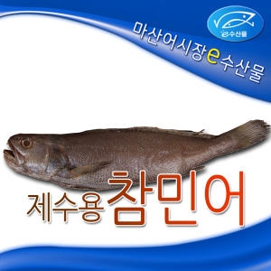 e수산물  제수용 반건조 참민어
