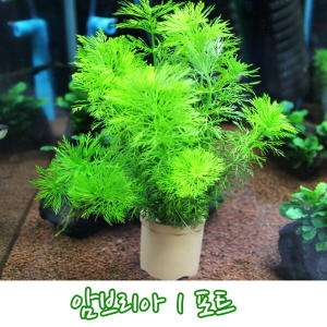 카즈미  암브리아 1포트/수초/수조 장식용품/어항 수초/수족관