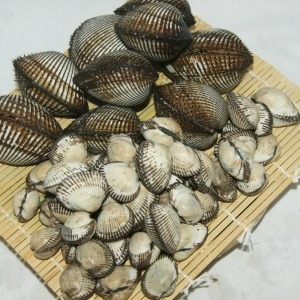 우체국쇼핑  살이꽉찬 제철맞은 새꼬막 1.5kg 기본