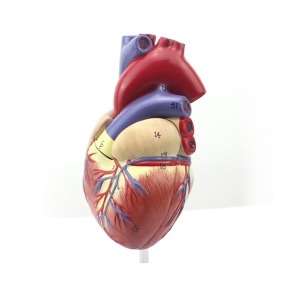 조이피아 인체 심장 모형 1대1  R/장기 과학 수업 실험 도구