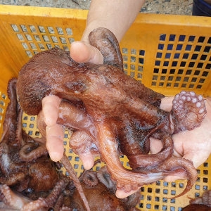 나라수산  동해안 포항 생물 참문어 피문어 1050g