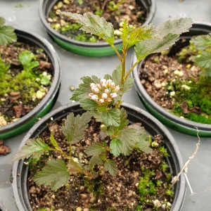 미니자엽국수나무