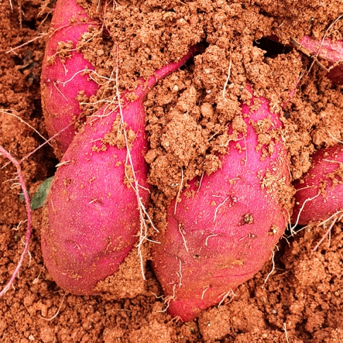 해남고구마  꿀고구마 못난이 10kg / 베니하루카 호박고구마 밤고구마 / 땅끝해남 산지직송 못난이고구마