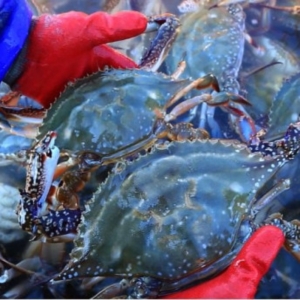 산지  연평도 제철 꽃게 1kg