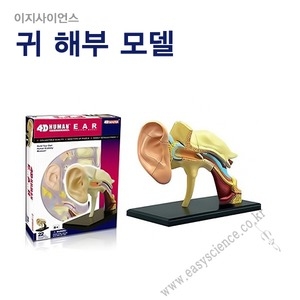 귀해부모델/고급입체퍼즐/인체모형/4D퍼즐/귀실습모형