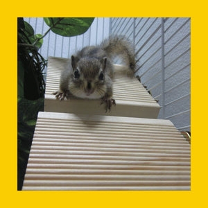 닐라본  미니 발톱갈이 점프대 소  다람쥐점프대.슈가점프대