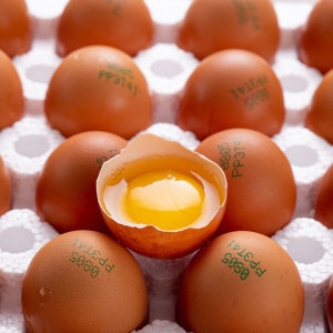 더싱싱  HACCP 난각번호 1번 유정란 40구