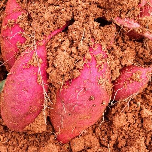 해남고구마  꿀고구마 10kg 중 / 호박고구마 밤고구마 산지직송