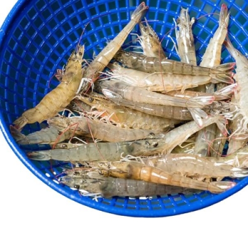 대한민국농수산  국내산 제철 흰다리새우 활새우 1kg 28미 내외