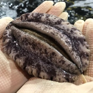 해신수산  완도 활전복 특특대 6~7미 1kg
