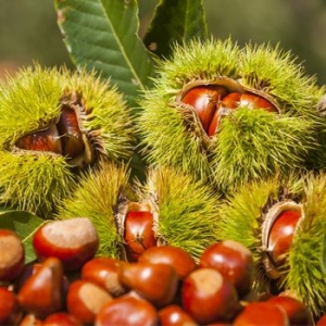 베리세상  공주 칼집 알밤 2kg