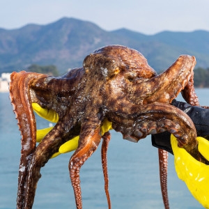 대한민국농수산  통영 산지직송 자연산 생물 활 돌문어 1.5kg