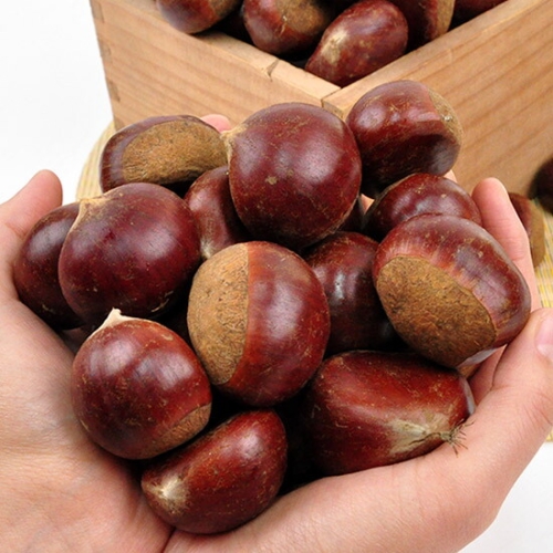 푸르젠  부여 24년 햇 굿뜨래 알밤 2kg 대