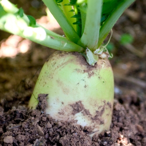 명일원  무우 국내산 친환경 제주무 무 월동무 햇무 겨울무 흙무 가정용 업소용 식자재 초신선 세척무 10kg내외